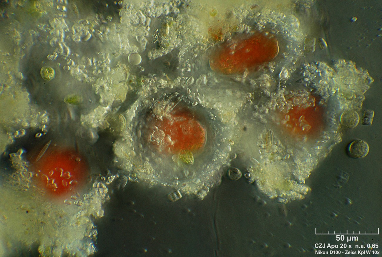 Euglena sanguinea